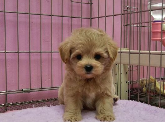 Irk Garanti̇li̇ F2 Malti̇poo Yavrulari görsel