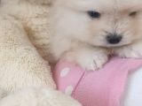 Pomerian Boo Erkek Ve Dişi Yavrularımız