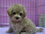 Irk Garanti̇li̇ F2 Malti̇poo Yavrulari