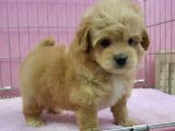 Irk Garanti̇li̇ F2 Malti̇poo Yavrulari