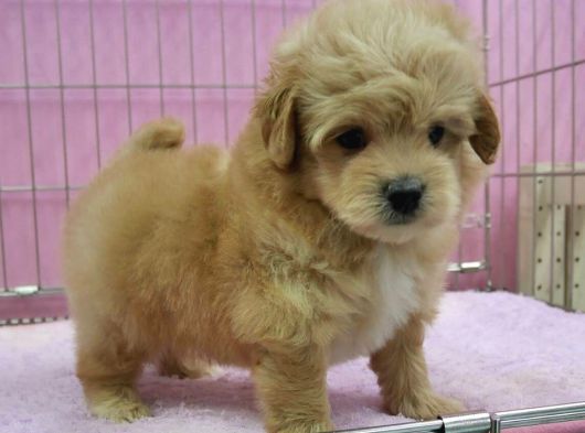 Irk Garanti̇li̇ F2 Malti̇poo Yavrulari görsel