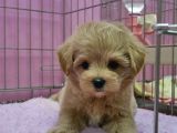 Irk Garanti̇li̇ F2 Malti̇poo Yavrulari