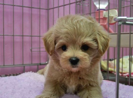 Irk Garanti̇li̇ F2 Malti̇poo Yavrulari görsel