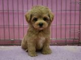 Irk Garanti̇li̇ F2 Malti̇poo Yavrulari