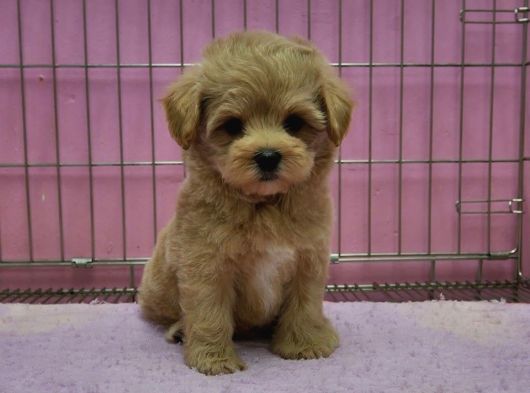 Irk Garanti̇li̇ F2 Malti̇poo Yavrulari görsel