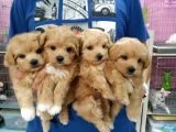 IRK GARANTİLİ F2 MALTİPOO YAVRULARI