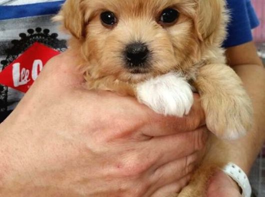 Irk Garanti̇li̇ F2 Malti̇poo Yavrulari görsel