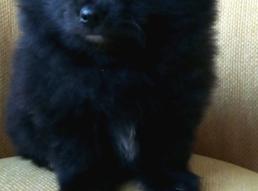 Petmode Köpek Çiftliğinden Pomeranian Yavrularımız görsel
