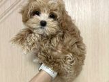 Kahve Tonlu Malti̇poo Ci̇nsi̇ Yavrular