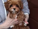 Kahve Tonlu Malti̇poo Ci̇nsi̇ Yavrular