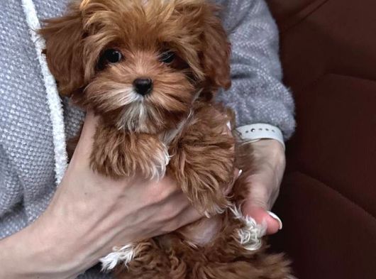 Kahve Tonlu Malti̇poo Ci̇nsi̇ Yavrular görsel