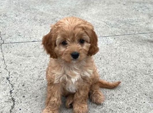 Malti̇poo Ci̇nsi̇ Yavrular Ev Üreti̇mi̇