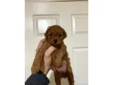 Toy Poodle Sevi̇mli̇ Yavrular Ev Üreti̇mi̇