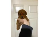 TOY POODLE SEVİMLİ YAVRULAR EV ÜRETİMİ