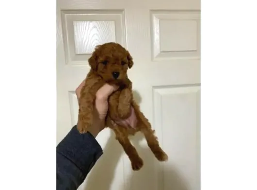 Toy Poodle Sevi̇mli̇ Yavrular Ev Üreti̇mi̇ görsel