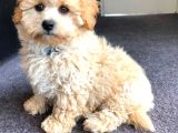 KAHVE TONLU MALTİPOO CİNSİ YAVRULAR