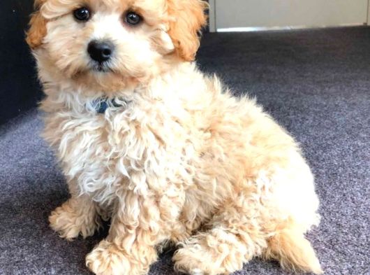 Kahve Tonlu Malti̇poo Ci̇nsi̇ Yavrular