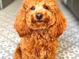 TOY POODLE SEVİMLİ YAVRULAR EV ÜRETİMİ