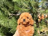 Ev Üretimi A Kalite Toy Poodle Yavrularımız