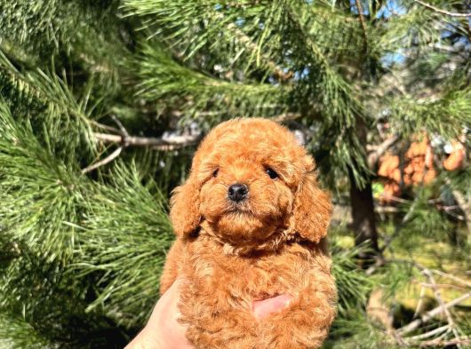 Ev Üretimi A Kalite Toy Poodle Yavrularımız