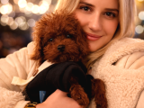 Renk renk poodle yavrular