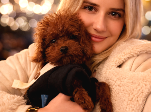 Renk Renk Poodle Yavrular