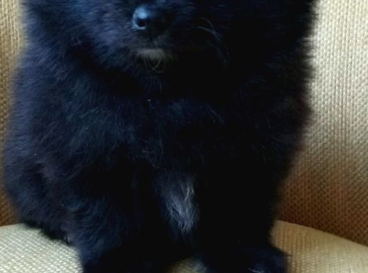 Petmode Köpek Çiftliğinden Pomeranian Yavrularımız görsel