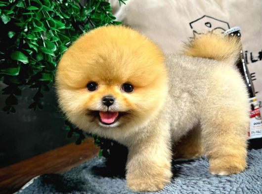 Ayi Surat Surat Ev Ortami Pomeranian Yavrularimiz