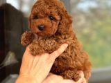 Ev Üretimi A Kalite Toy Poodle Yavrularımız