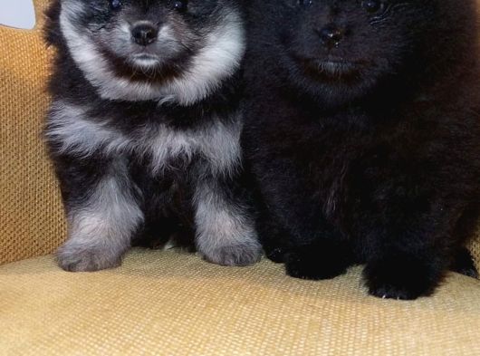 Petmode Köpek Çiftliğinden Pomeranian Yavrularımız