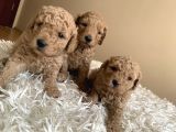 Anne Miniyatür baba toy poodle yavruları
