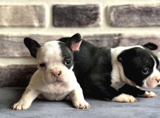 Fransız Bulldog Yavruları görsel