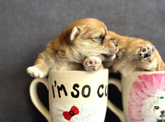 Teacup Morkie Yavruları görsel