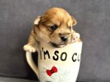 Teacup Morkie Yavruları