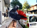 100 Keli̇me Konuşan Full Eği̇ti̇mli̇ Jako Papağani