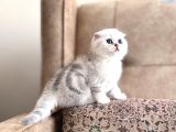 Muhteşem Soy Full Şecereli Anne Babanın Elit Bebeği