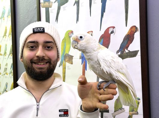Goffin Kakadu Papağan Full Eğitimli Konuşan görsel