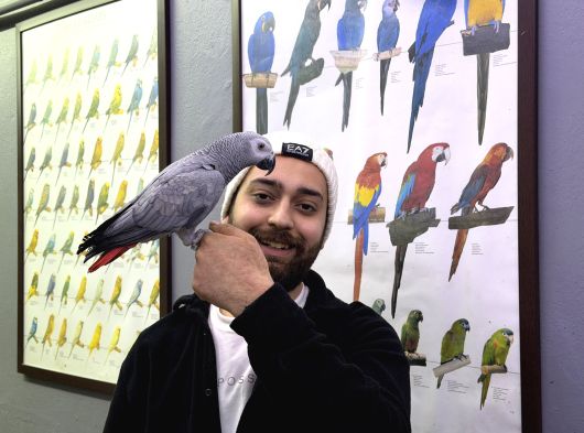 Geveze Çok Konuşan Eği̇ti̇mli̇ Jako Papağani görsel