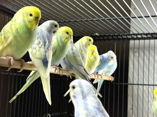 Bebek Sağlikli Yavru Muhabbet Kuşu