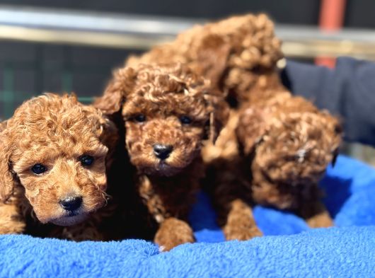 Petmode köpek çiftliğinde 10 adet toy poodle yavrumuz