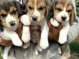 Şirin Beagle Yavrularımız