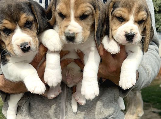 Şirin Beagle Yavrularımız görsel