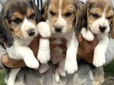 Şirin Beagle Yavrularımız