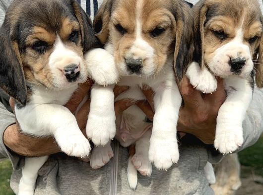 Şirin Beagle Yavrularımız görsel