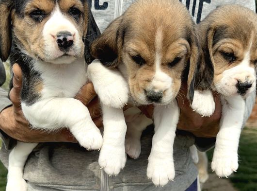 Şirin Beagle Yavrularımız görsel
