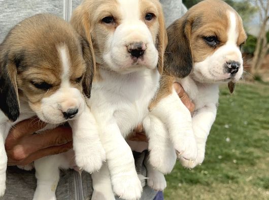 Şirin Beagle Yavrularımız görsel