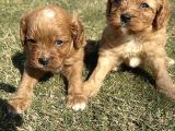 Cavapoo Yavrularımız