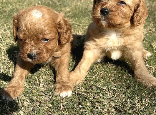 Cavapoo Yavrularımız görsel