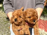 Ev Üretimi A Kalite Toy Poodle Yavrularımız