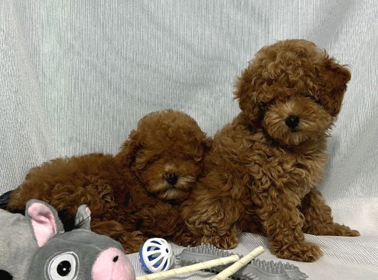 Tüy Yumaği Toy Poodle Yavrularimiz görsel